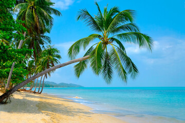 Obraz na płótnie Canvas Beautiful beach. View of nice tropical beach with palms around. Holiday and vacation concept. Tropical beach