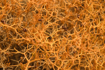 Very close up the view from above dry plant