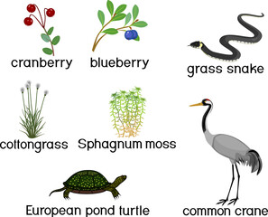 Set with swamp animals and plants: common crane, grass snake, european pond turtle, cranberry, blueberry and sphagnum isolated on white backgraund