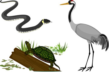Set with swamp animals: common crane, grass snake and european pond turtle