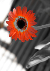 Summer flowers from my garden in Scotland 