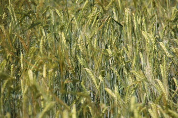 Kornfeld im Sommer 2