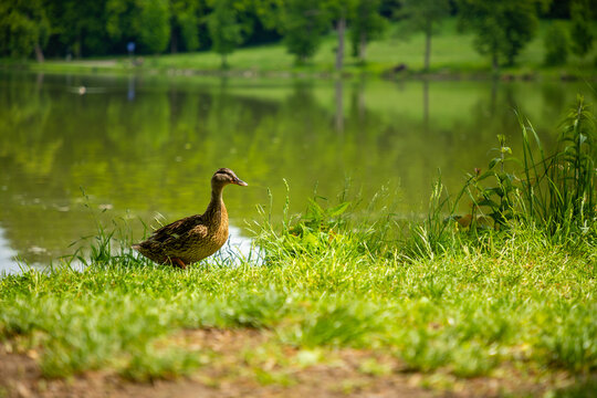 Mallard or Anas platyrhynchos, female bird near pond, Czech Republic