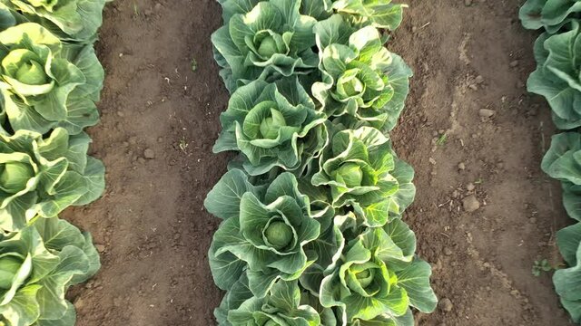 Linearly planted green cabbage on an agricultural farm. Field of greenhouse cabbage in spring. Aerial view of agriculture cabbage plantation.