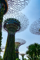 Fototapeta premium Singapore Trees