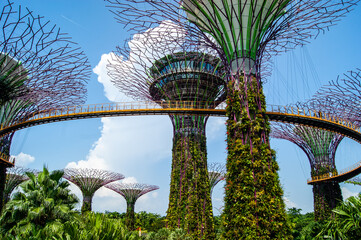 Singapore Tree Garden