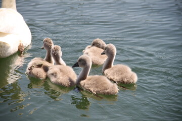Juvenile swans grey feathers on the lake