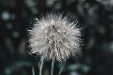 Big dandelion close-up on a background of nature. Horizontal photo in processing