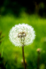 Obraz premium Big white dandelion on a natural green background.
