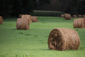 hay bales in the field