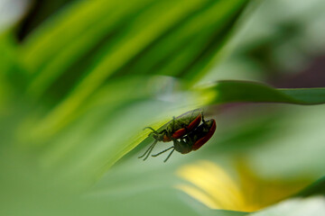 Two scarlet lily beetles after mating