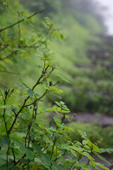 Monsoon trek at Sinhagad Fort, near Pune in India.