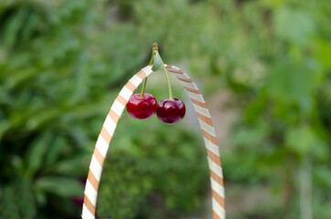 Two cherries hang on the handle of the basket. Fresh cherry on a background of nature.
