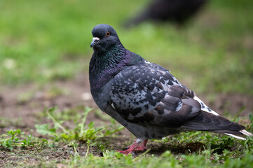bluish-gray urban hungry dove sits on the green grass in a park on a blurred background
