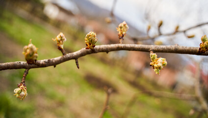 Branch with cherry buds in the garden on springtime
