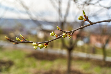 Branch with cherry buds in the garden on springtime