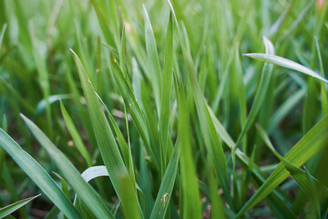 Background of fresh green grass in the springtime