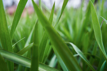 Obraz premium Background of fresh green grass in the springtime