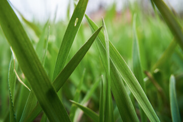 Background of fresh green grass in the springtime