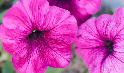 Beautiful Petunia flower. Pink flower in a flower bed. Flower close-up.