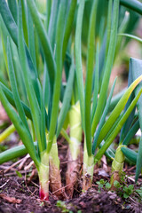 Obraz premium Fresh green onion in the garden on springtime