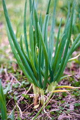Fresh green onion in the garden on springtime