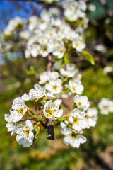 Pear tree flower on a branch in springtime