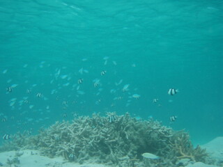 Fototapeta premium blue Schooling Damselfish in Tumon bay guam