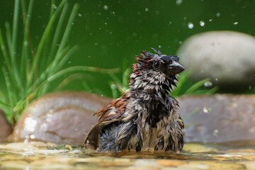 The House sparrow, Passer domesticus, male bathes in water bird waterhole. Czechia. Europe.
