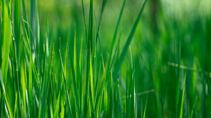 Fototapeta na wymiar Tall green grass in the spring sun.