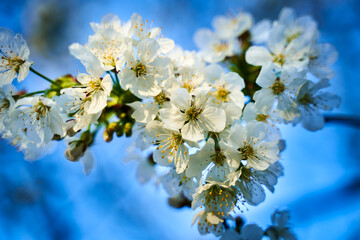 Cherry tree flowers against blue sky