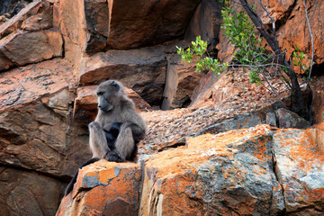 A young baboon sits on a colorful desert rock staring into the distance its arms and legs crossed...