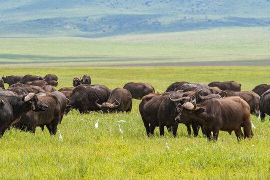 African Buffalo Herd at the Ngorongoro Conservation Area