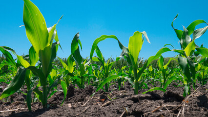 Young green corn in agricultural field.
