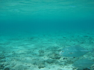 Fototapeta na wymiar trevally fish swimming freely in shallow pacific waters