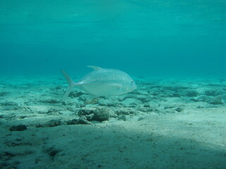Fototapeta premium Giant trevally swimming freely in shallow pacific waters