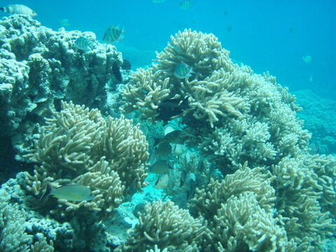 Soft coral reefs swaying the the pacific currents