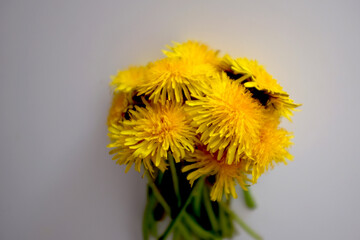 Bouquet of yellow dandelions on a white background