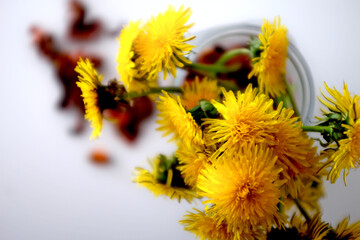 Bouquet of yellow dandelions in a jar on the table