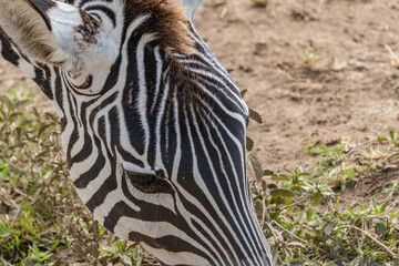 Fototapeta na wymiar Head of a Zebra close up. Ngorongoro Conservation Area Crater, Tanzania. African Wildlife
