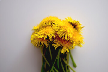 Bouquet of yellow dandelions on a white background
