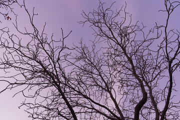 Tree branches against the sky at sunset