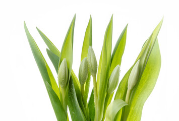 Fresh buds of tulips on a white background