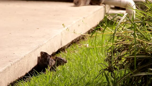 Young babies Rock squirrels observing their mother