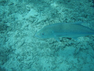 looking down at Giant trevally swimming freely in the protected waters of Piti Guam
