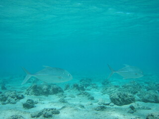 Fototapeta premium school of Giant trevally swimming freely in the protected waters of Piti Guam