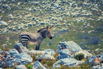 Fototapeta na wymiar A young male cape mountain zebra stands among rocks and fynbos plants side on to the camera the background distorted by heat haze
