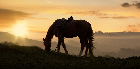 Fototapeta na wymiar a silhouette Horse grazing with morning sunrise in the background.