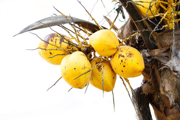 Ripe yellow sweet coconuts still hanging from the tree , Ideal for use in the design put images and...