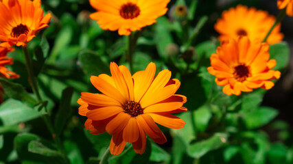 Pot marigold a species of Daisy, also known as Common marigold. Orange flowers with green leaves - Garden marigold. Botanical name is Calendula officinalis.